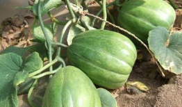 51吃瓜网官网有病毒吗