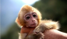 nz网红吃瓜小猴子